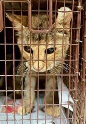 Shelter Stray Female Cat last seen Near Thaxton Road, AUSTIN, TX, 78747, 7201 Levander Loop bldg a, Austin, TX 78702, USA