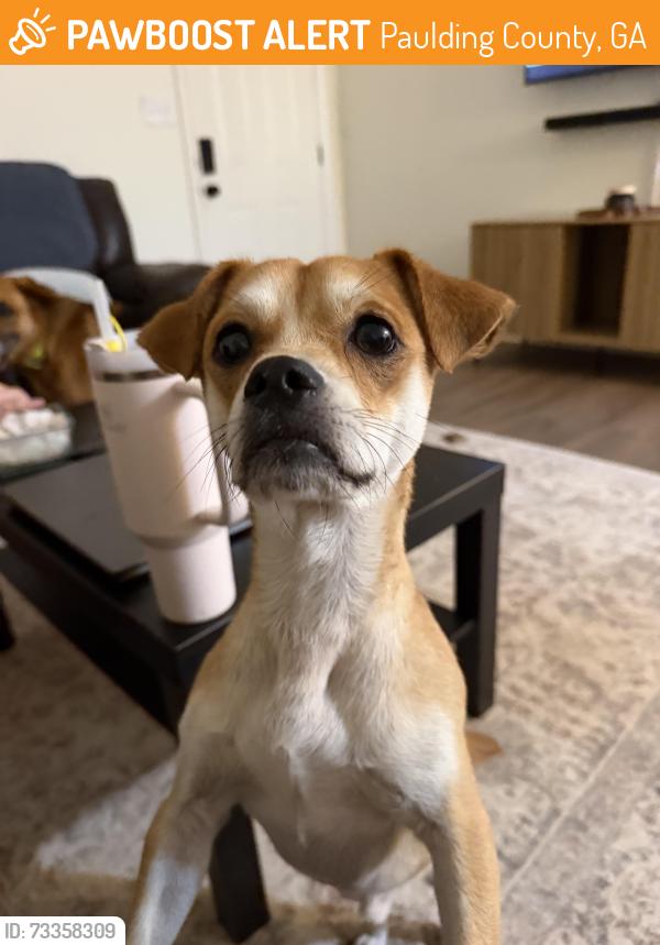 Found/Stray Male Dog last seen Linda Ln, Paulding County, GA 30127