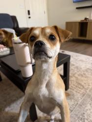 Found/Stray Male Dog last seen Linda Ln, Paulding County, GA 30127