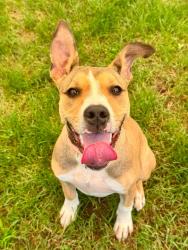Shelter Stray Female Dog last seen Near Aberdeen Circle, CROFTON, MD, 21114, 411 Maxwell Frye Rd, Millersville, MD 21108, USA