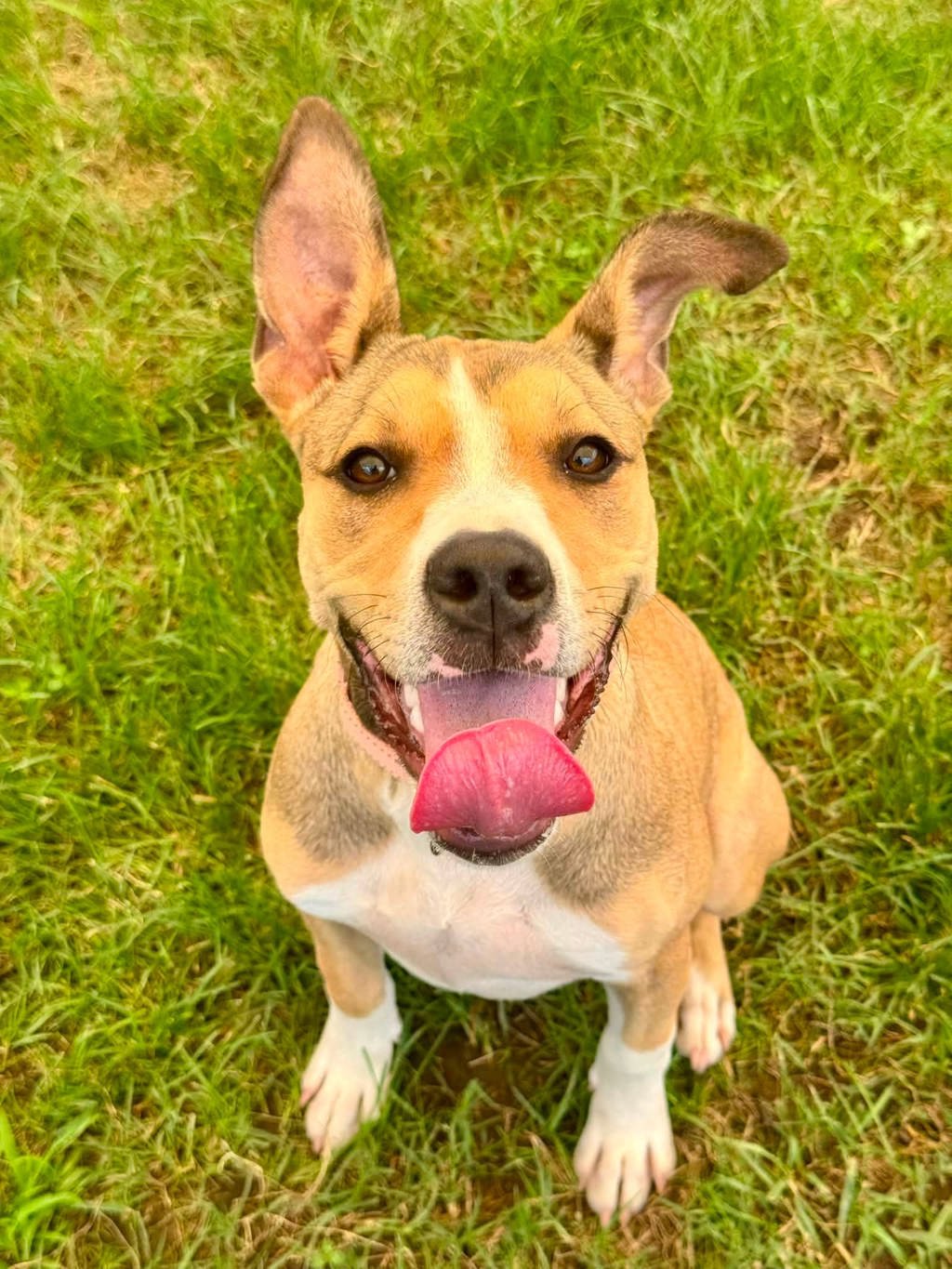 Shelter Stray Female Dog last seen Near Aberdeen Circle, CROFTON, MD, 21114, 411 Maxwell Frye Rd, Millersville, MD 21108, USA