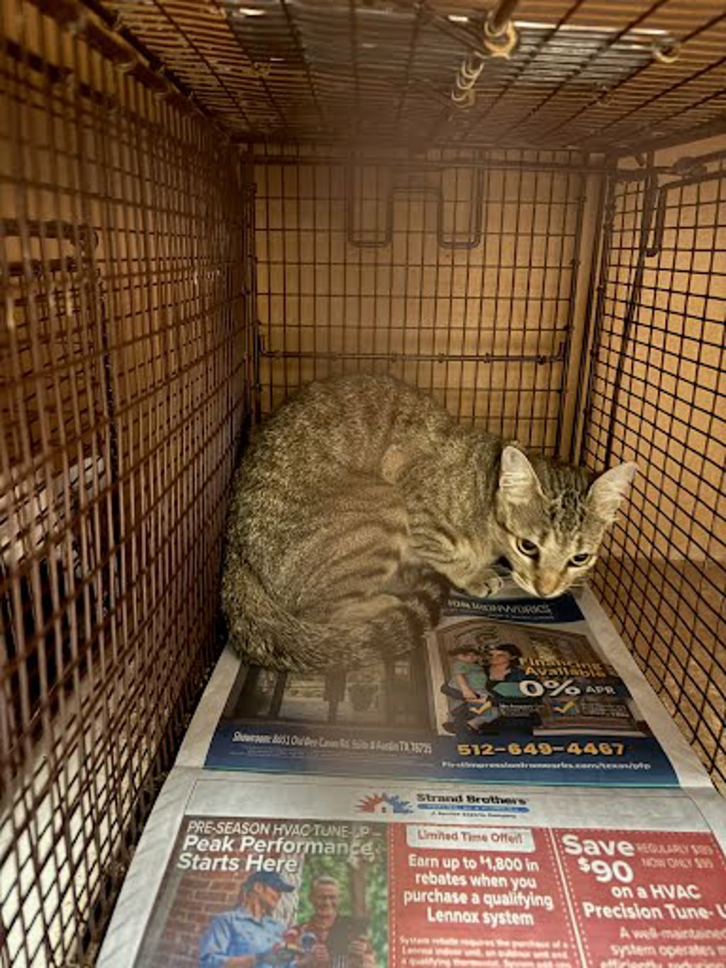 Shelter Stray Female Cat last seen Near Lathrop Avenue, PFLUGERVILLE, TX, 78660, 7201 Levander Loop bldg a, Austin, TX 78702, USA