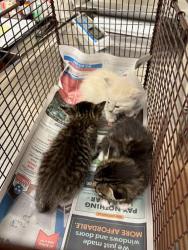 Shelter Stray Female Cat last seen Near Lathrop Avenue, PFLUGERVILLE, TX, 78660, 7201 Levander Loop bldg a, Austin, TX 78702, USA