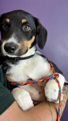 Shelter Stray Male Dog last seen Near S Glade Creek Drive, Unincorporated, UT, 84081, 511 W 3900 S, Salt Lake City, UT 84123, USA