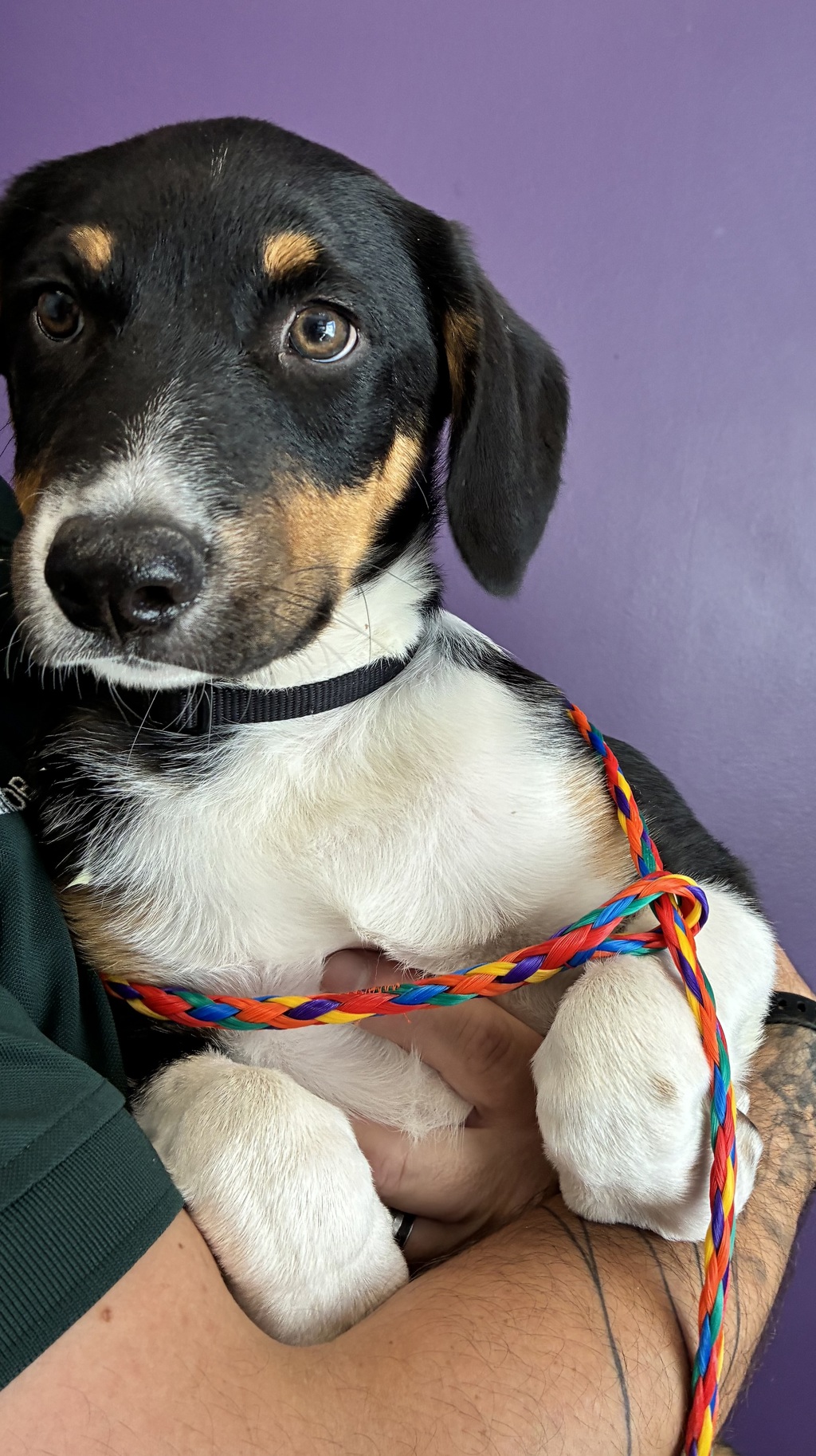 Shelter Stray Male Dog last seen Near S Glade Creek Drive, Unincorporated, UT, 84081, 511 W 3900 S, Salt Lake City, UT 84123, USA