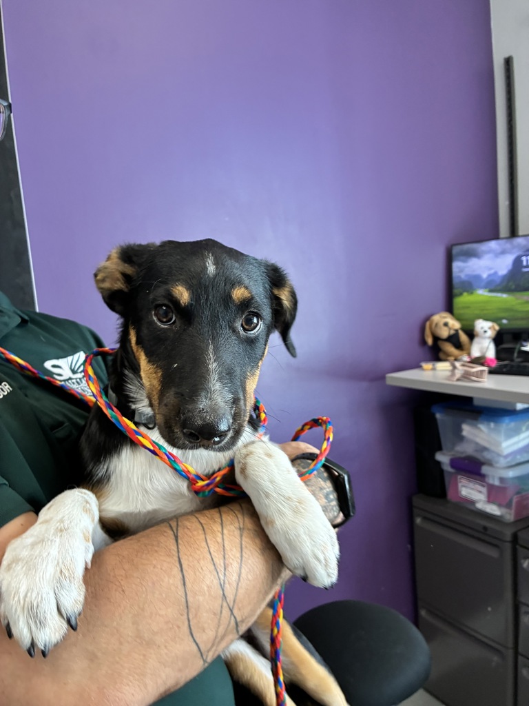 Shelter Stray Female Dog last seen Near S Glade Creek Drive, Unincorporated, UT, 84081, 511 W 3900 S, Salt Lake City, UT 84123, USA