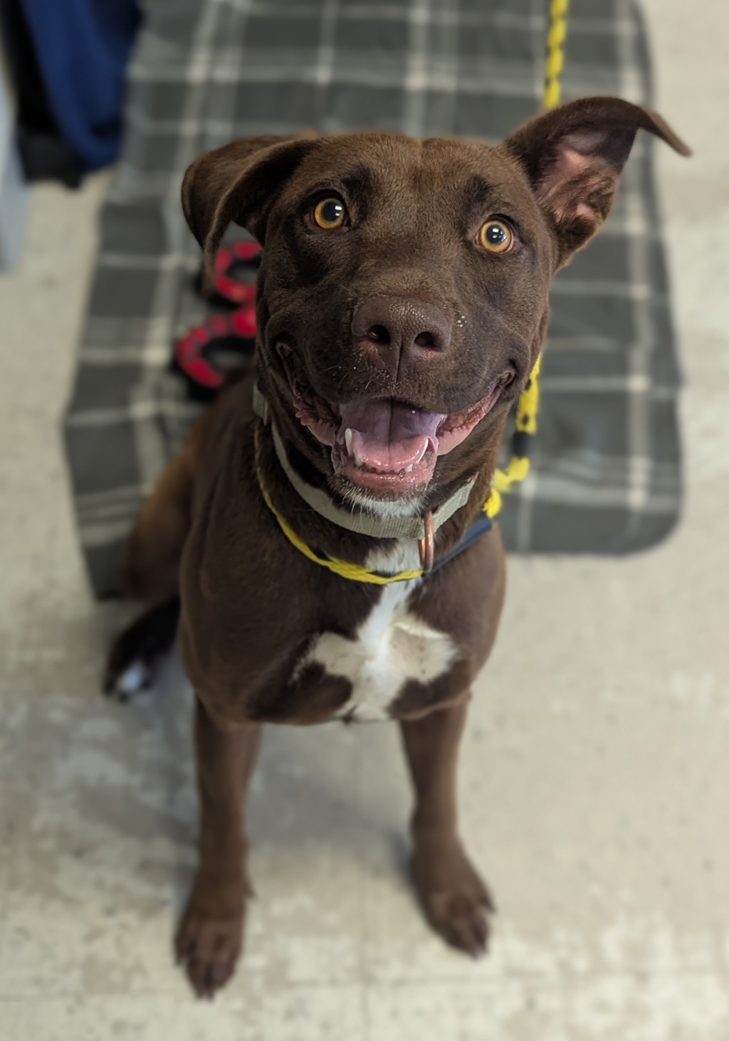 Shelter Stray Female Dog last seen Near W Standard Lane, Magna Township, UT, 84044, 511 W 3900 S, Salt Lake City, UT 84123, USA