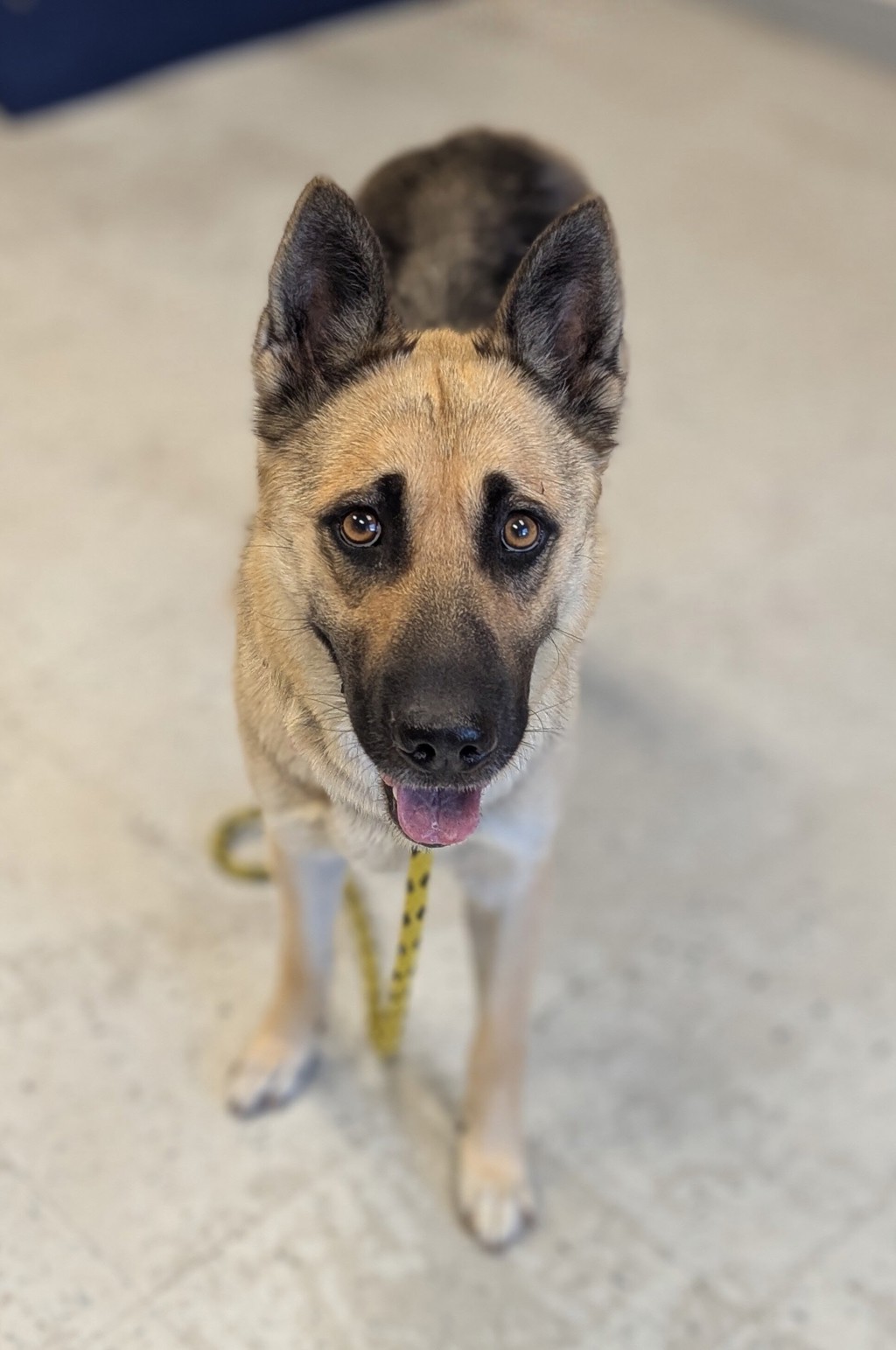 Shelter Stray Female Dog last seen Near S 800 W, SALT LAKE CITY, UT, 84104, 511 W 3900 S, Salt Lake City, UT 84123, USA