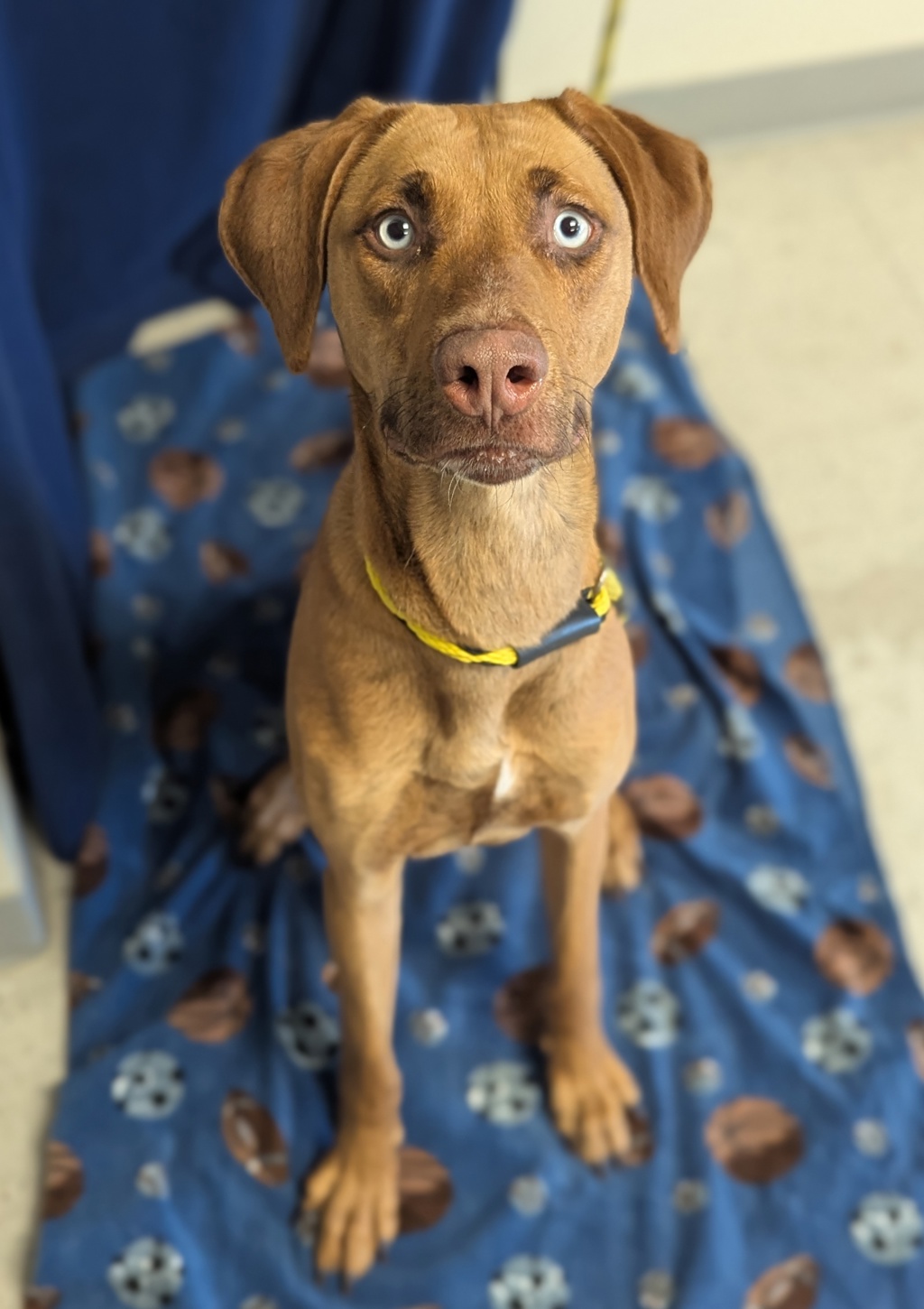 Shelter Stray Female Dog last seen Near S State Street, MURRAY CITY, UT, 84107, 511 W 3900 S, Salt Lake City, UT 84123, USA