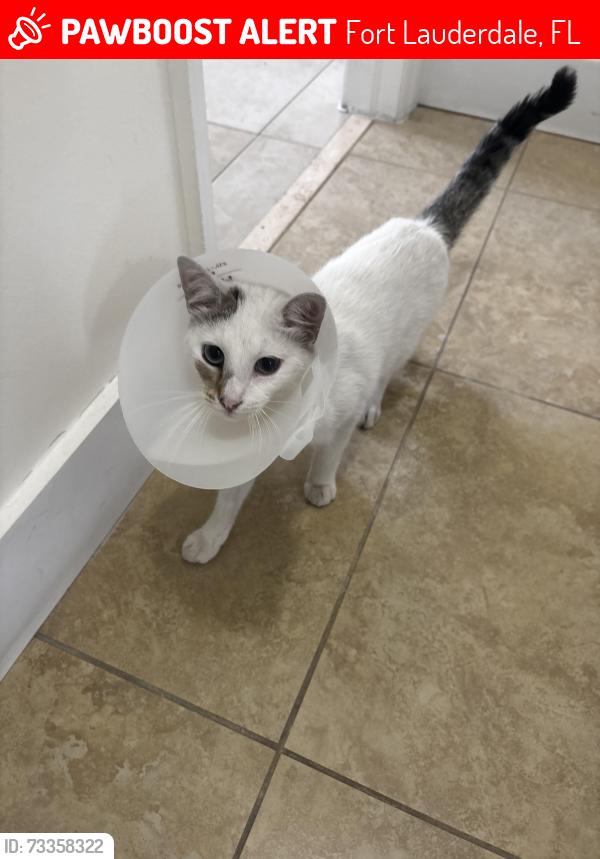 Lost Male Cat last seen Riverland apmts, Fort Lauderdale, FL 33317