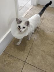 Lost Male Cat last seen Riverland apmts, Fort Lauderdale, FL 33317