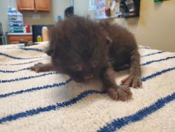 Shelter Stray Male Cat last seen 258, Moreno Valley, CA, 92551, Oceanside, CA 92058, USA