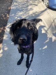 Shelter Stray Male Dog last seen Near Ulric Street, San Diego, CA, 92111, 5500 Gaines St, San Diego, CA 92110, USA