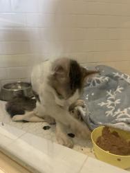 Found/Stray Unknown Cat last seen Pacific & Wardlow, Long Beach, CA 90810