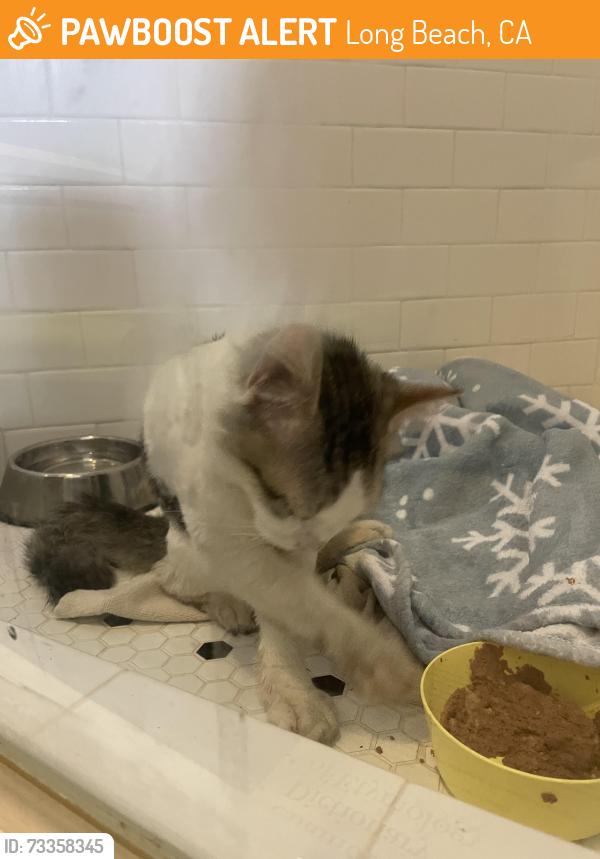 Found/Stray Unknown Cat last seen Pacific & Wardlow, Long Beach, CA 90810
