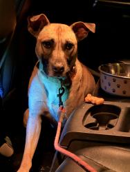 Lost Female Dog last seen Prue rd , horn, San Antonio, TX 78240