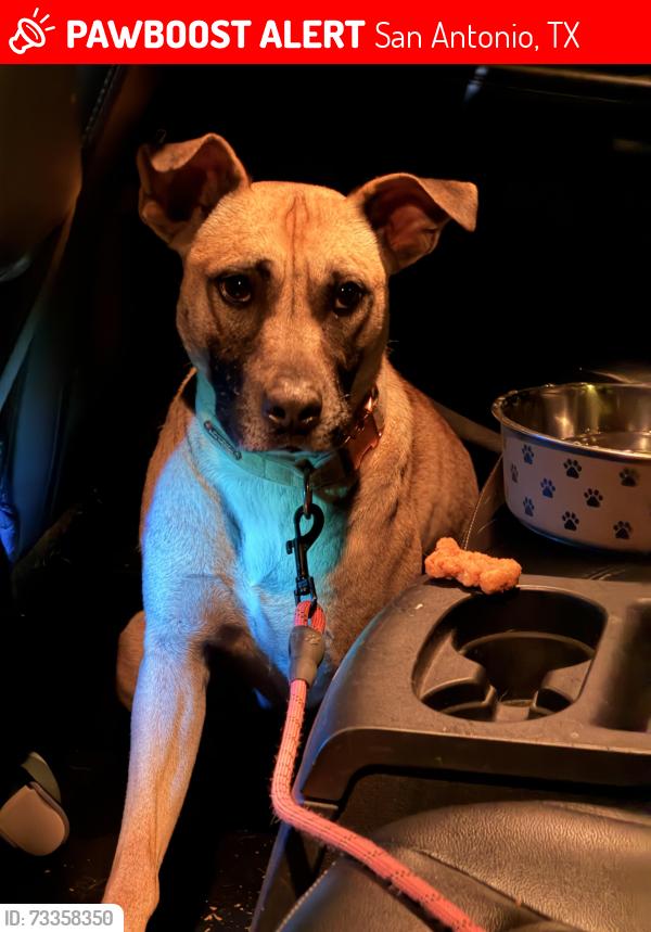 Lost Female Dog last seen Prue rd , horn, San Antonio, TX 78240