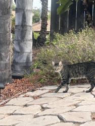Reunited Unknown Cat last seen Autumn Dr., Oceanside, CA 92056