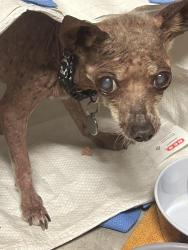 Reunited Male Dog last seen Hufsmith Road on the bend near Burroughs park, Tomball, TX 77375