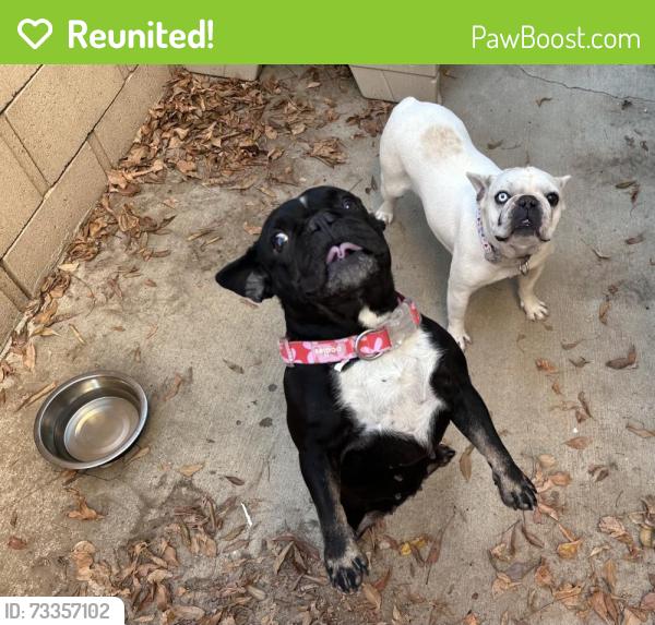 Reunited Female Dog last seen Brisa Drive and Plum Way, near Hillview Middle School, Palmdale, CA 93551