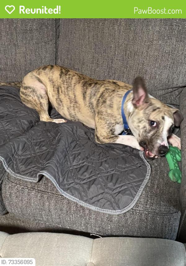 Reunited Female Dog last seen Lanier lane and Morgan mill rd Monroe nc, Monroe, NC 28110