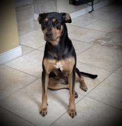 Reunited Female Dog last seen Mercurio street, 92130, San Diego, CA 92130