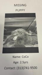 Lost Female Dog last seen Starters bar and grill , Plymouth road, Detroit, MI 48228