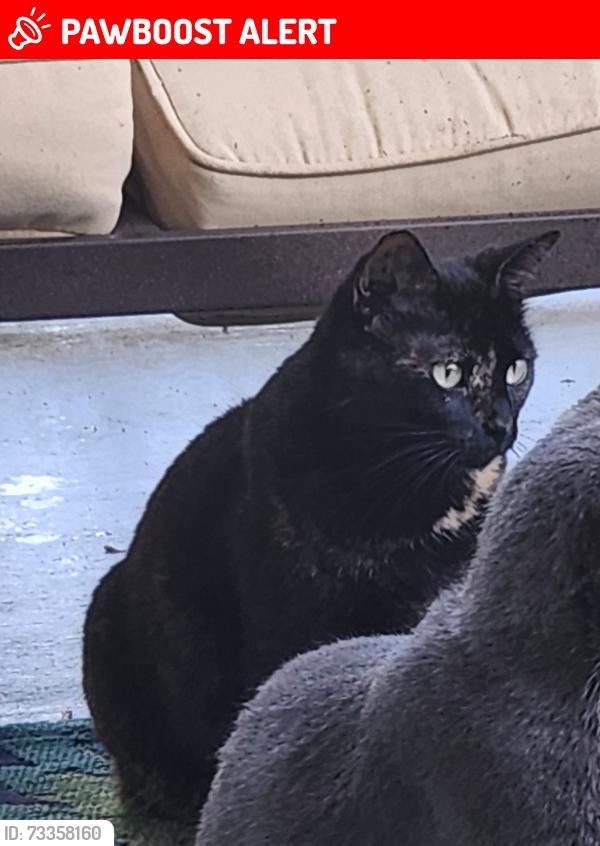 Lost Female Cat last seen Emerson and poe, North Brunswick Township, NJ 08902