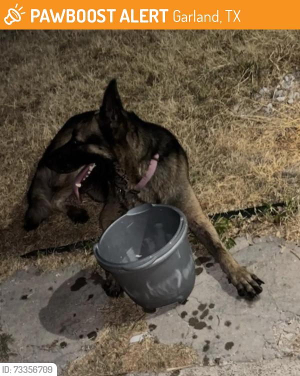 Found/Stray Unknown Dog last seen Huskey st garland, Garland, TX 75041