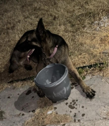 Found/Stray Unknown Dog last seen Huskey st garland, Garland, TX 75041