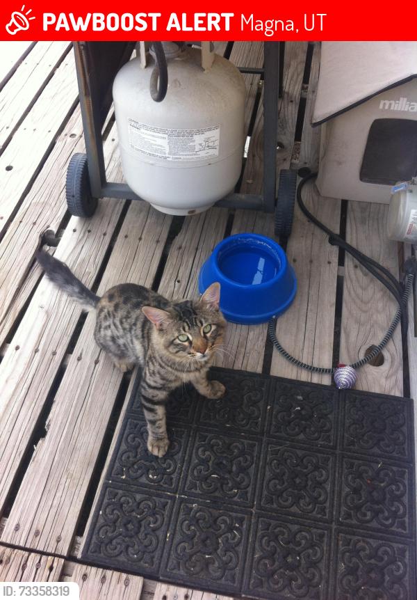 Lost Male Cat last seen Near S Patrick Dr, Magna Ut 84044, Magna, UT 84044