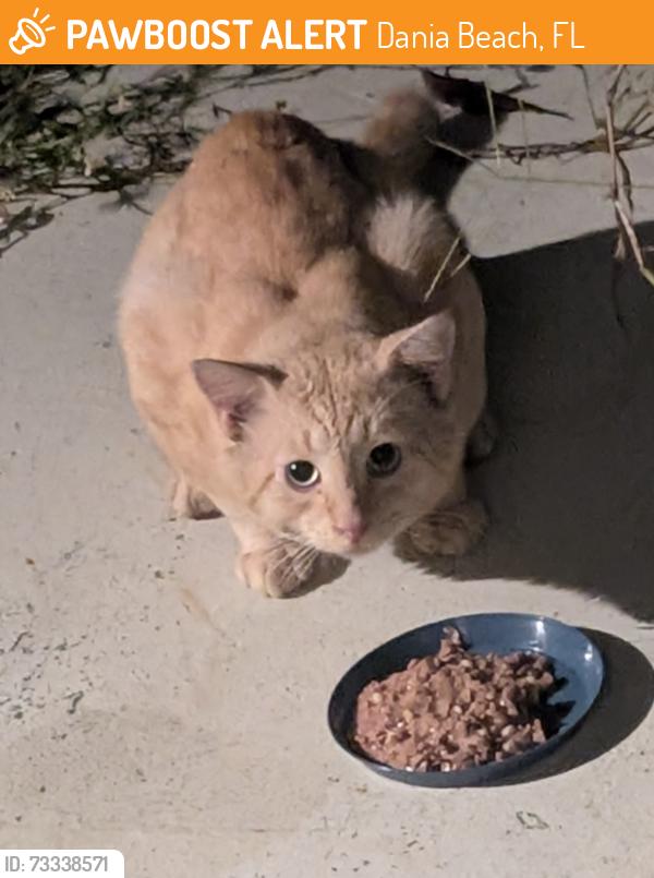 Found/Stray Unknown Cat last seen SE 3rd Place, Dania Beach, FL 33004