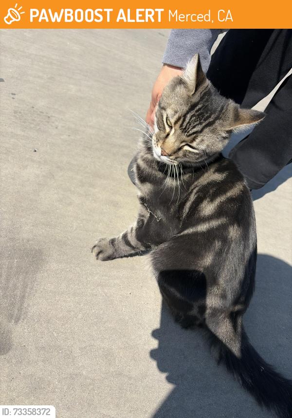 Found/Stray Male Cat last seen Grogan st, Merced, CA 95341