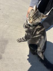 Found/Stray Male Cat last seen Grogan st, Merced, CA 95341