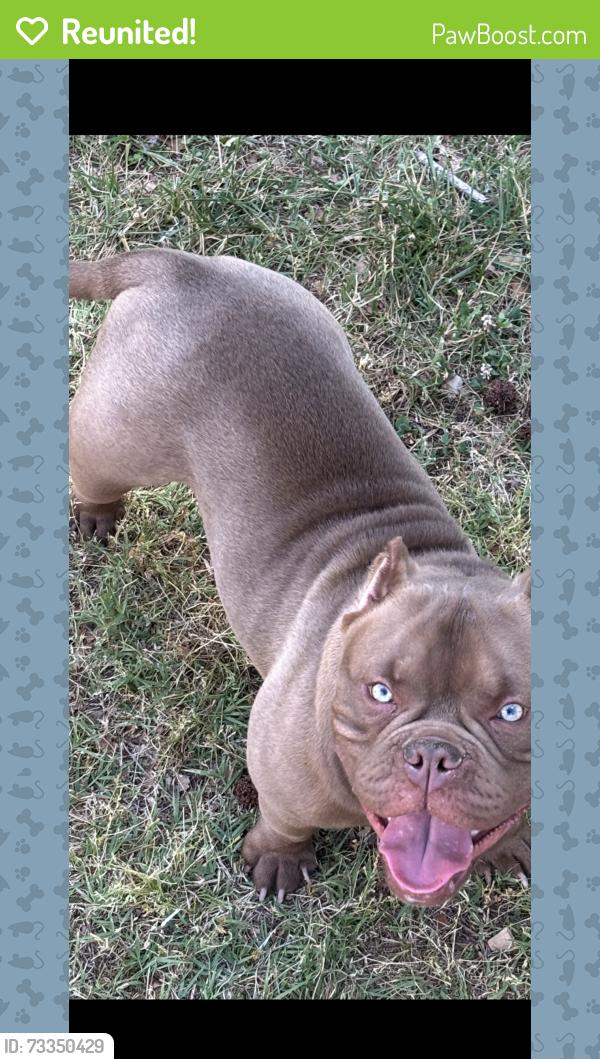 Reunited Male Dog last seen Sunrise Ave (Chesapeake, Va), Chesapeake, VA 23324