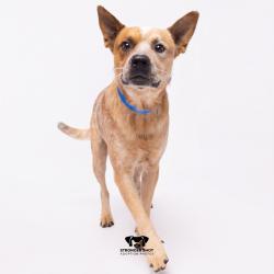 Shelter Stray Male Dog last seen , 3607 N Armenia Ave, Tampa, FL 33607, USA