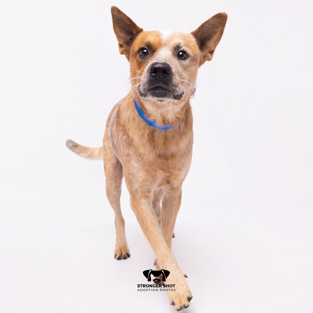 Shelter Stray Male Dog last seen , 3607 N Armenia Ave, Tampa, FL 33607, USA