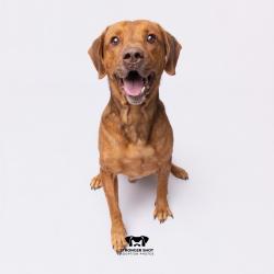 Shelter Stray Male Dog last seen , 3607 N Armenia Ave, Tampa, FL 33607, USA