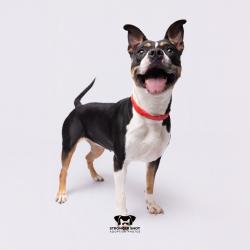 Shelter Stray Female Dog last seen , 3607 N Armenia Ave, Tampa, FL 33607, USA
