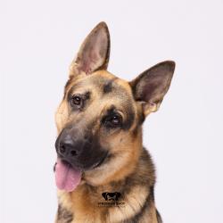 Shelter Stray Male Dog last seen , 3607 N Armenia Ave, Tampa, FL 33607, USA