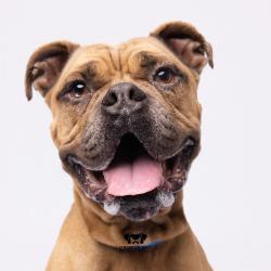 Shelter Stray Male Dog last seen , 3607 N Armenia Ave, Tampa, FL 33607, USA