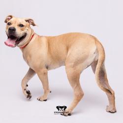 Shelter Stray Female Dog last seen , 3607 N Armenia Ave, Tampa, FL 33607, USA