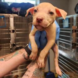 Shelter Stray Male Dog last seen , 3607 N Armenia Ave, Tampa, FL 33607, USA