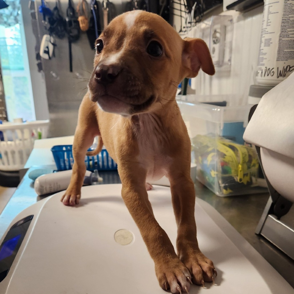 Shelter Stray Female Dog last seen , 3607 N Armenia Ave, Tampa, FL 33607, USA