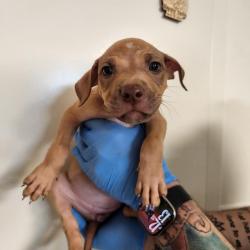 Shelter Stray Female Dog last seen , 3607 N Armenia Ave, Tampa, FL 33607, USA