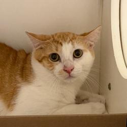 Shelter Stray Male Cat last seen , Animal Care & Control Team of Philly, 111 W Hunting Park Ave, Philadelphia, PA 19140, USA