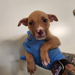 Shelter Stray Female Dog last seen , 3607 N Armenia Ave, Tampa, FL 33607, USA