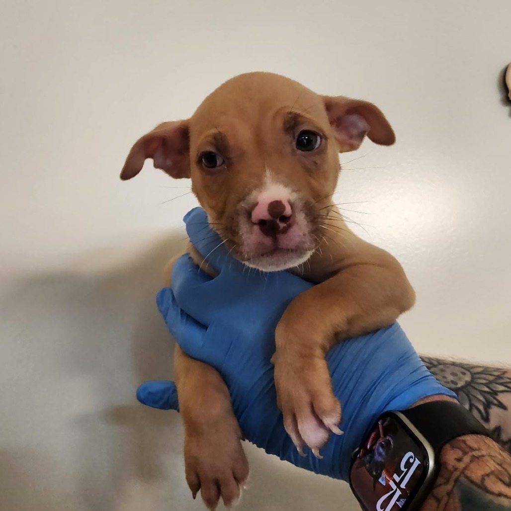 Shelter Stray Female Dog last seen , 3607 N Armenia Ave, Tampa, FL 33607, USA