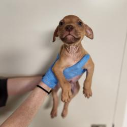 Shelter Stray Male Dog last seen , 3607 N Armenia Ave, Tampa, FL 33607, USA