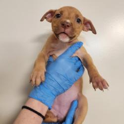 Shelter Stray Female Dog last seen , 3607 N Armenia Ave, Tampa, FL 33607, USA